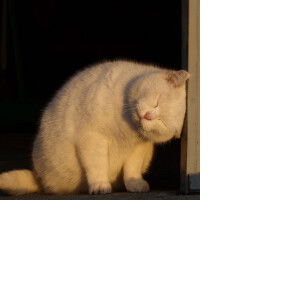 ดอก ไม้ profile icon