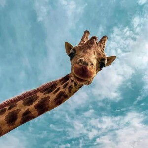 Santy Lesawengen profile icon