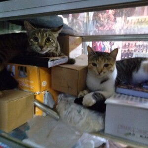 Yuresa Oktavia profile icon