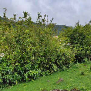 Freddielyn Siervo San Pedro profile icon