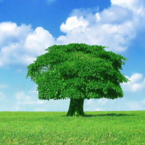 Hasnira Mira profile icon