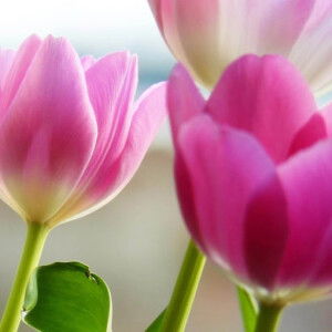 Siti Hajar profile icon