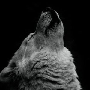 ジョ リン profile icon