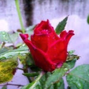 Sri Rahayu profile icon