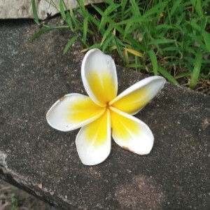 Anh Nguyen profile icon