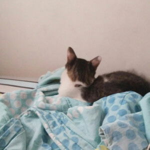 AMIRAH MADIHAH BT AZMI profile icon