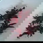 Tih Aniey profile icon