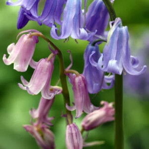 Septi Megayanti profile icon