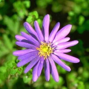 Lina Agustina profile icon