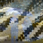 Ain Syed Kamal profile icon