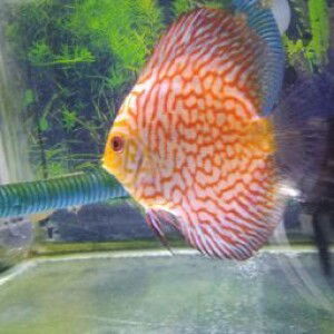 mwllda syafira profile icon