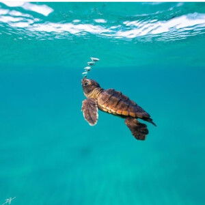 Ririn Puji Lestari profile icon