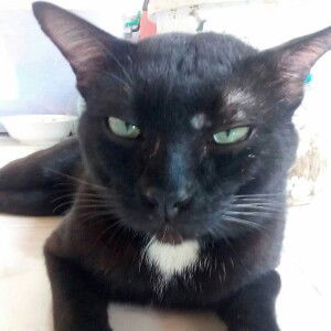 Chainarong Yaepkasikit profile icon