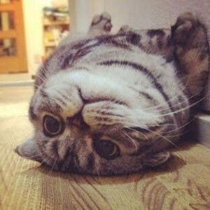 Lastuti Ningsih profile icon