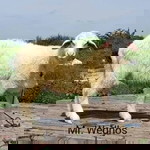 Imammurtadho profile icon