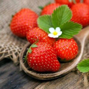 Vivi Lê profile icon