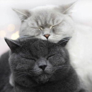 Cherry Bomb profile icon