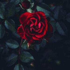 Kurnia Magfirah profile icon