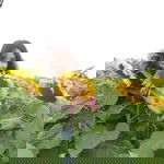 Minh Hằng profile icon