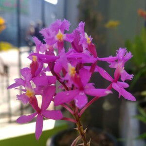 Dian Ari Lestari profile icon