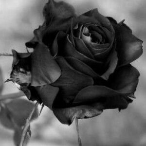 Syifah muawiyatu rahma profile icon