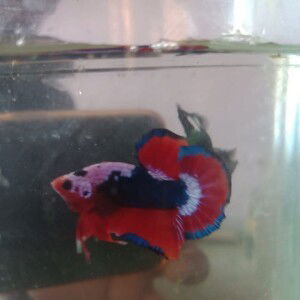 Beta Sastra profile icon