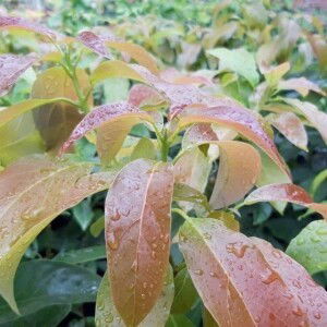 Ajar Tani Mandiri profile icon