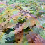 Ajar Tani Mandiri profile icon