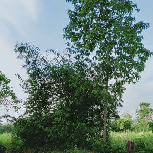 Fundadorabarte Francisco Angeline profile icon