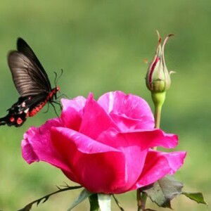 ana nur alifah profile icon