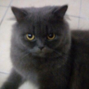 Sabrina Ramli profile icon