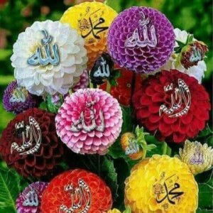 Sucia Candani profile icon