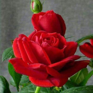 Najma Tsaqiba profile icon