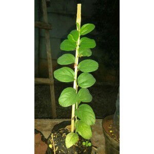 Putri Zahra profile icon