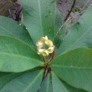 Ika Rismanda profile icon