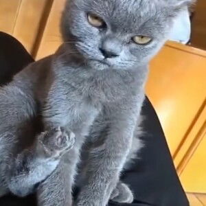 Saliquet MiMi profile icon