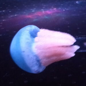 Disya story profile icon