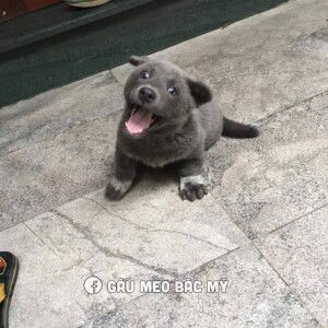 Thiên Lý profile icon