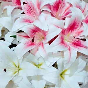 Lily Novy profile icon