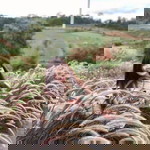 Chaem Apiwan profile icon