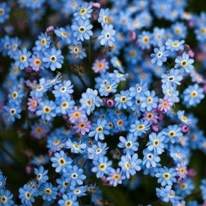 Fazira Sahira profile icon