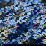 Fazira Sahira profile icon