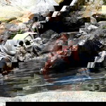 Nila Suryono profile icon