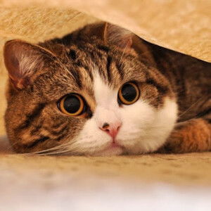 Mrs Redd1 profile icon