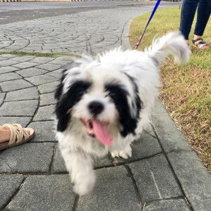 Yan Sampang profile icon