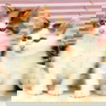 nailil khusna profile icon