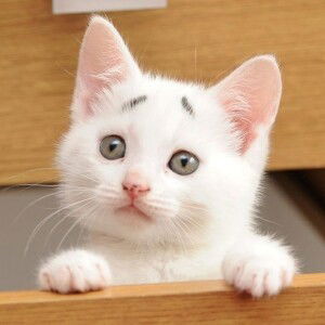 Maheswary Maran JJ profile icon