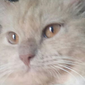 Pipit Siti profile icon