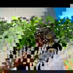 Stuim Sewelas profile icon