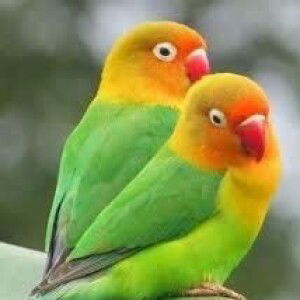 Prasti Kusuma profile icon